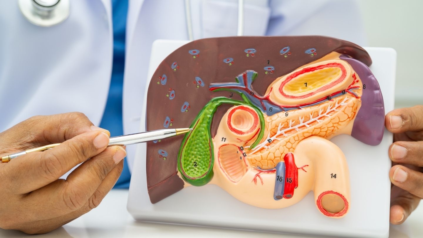 What Does the Gallbladder Do – And What Changes After Removal?